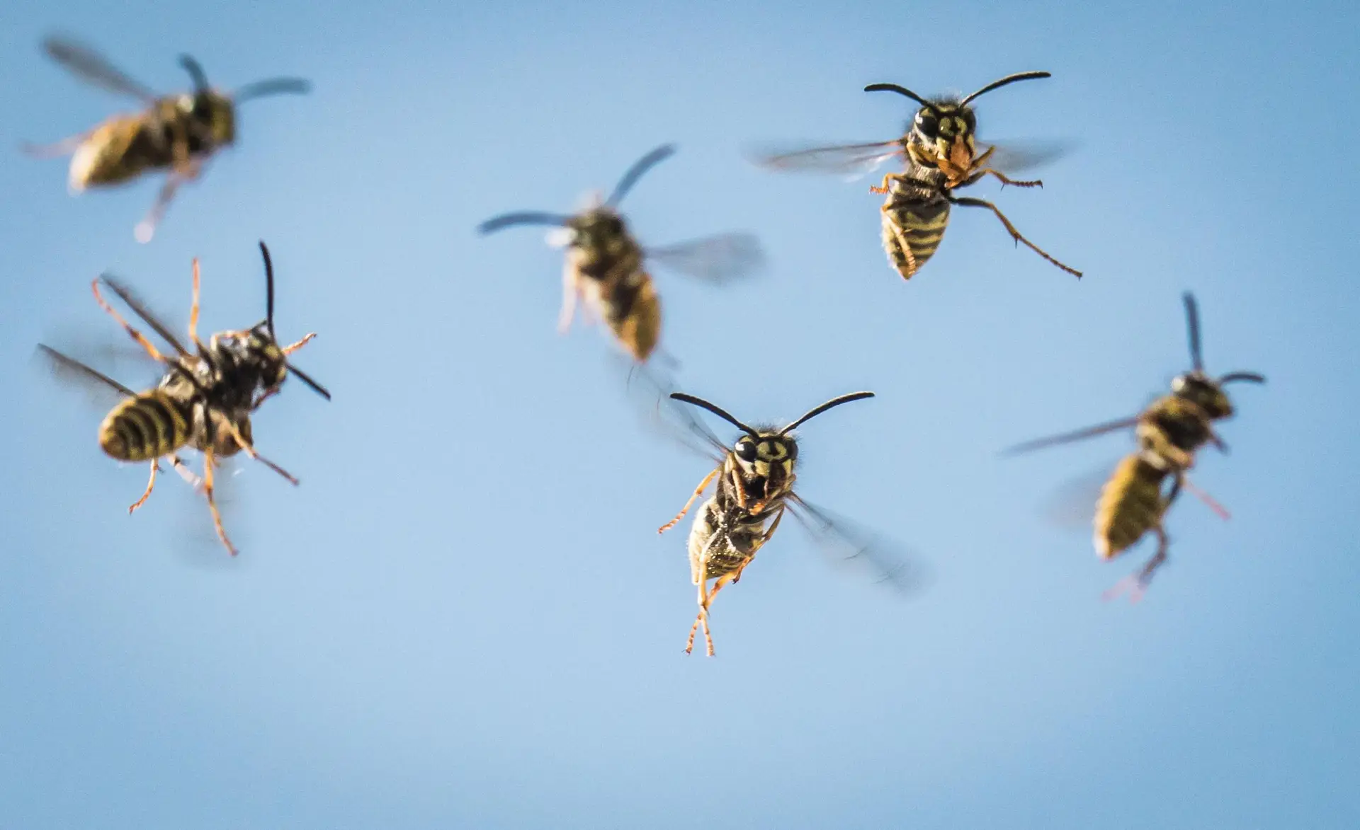 SPM ongediertebestrijding: Herkennen van wespen