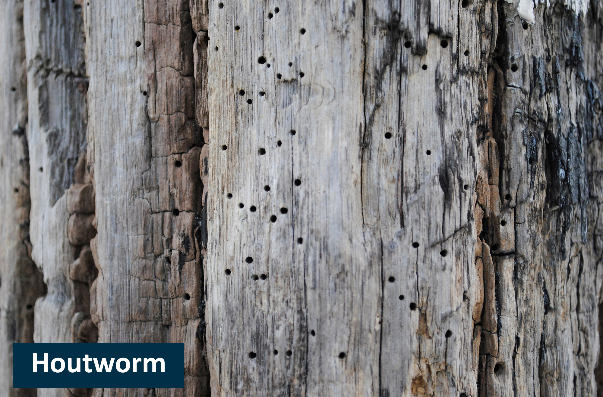 houtworm schade schade door houtworm: Bel SPM voor houtwormbestrijding